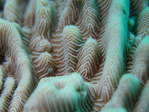 サンゴの接写