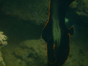 アカククリ幼魚