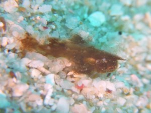 ツマジロオコゼの幼魚