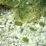 クサイロモウミウシの集合写真