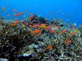 米原のサンゴ礁