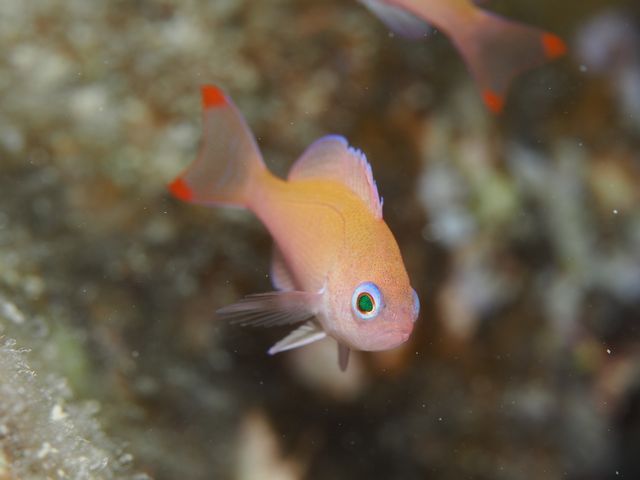 ケラマハナダイ幼魚
