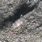 ワニゴチの幼魚