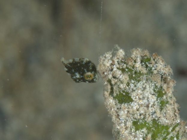 セダカカワハギの幼魚