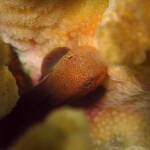 ヨゴレダルマハゼ