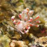 ハナビラミノウミウシ