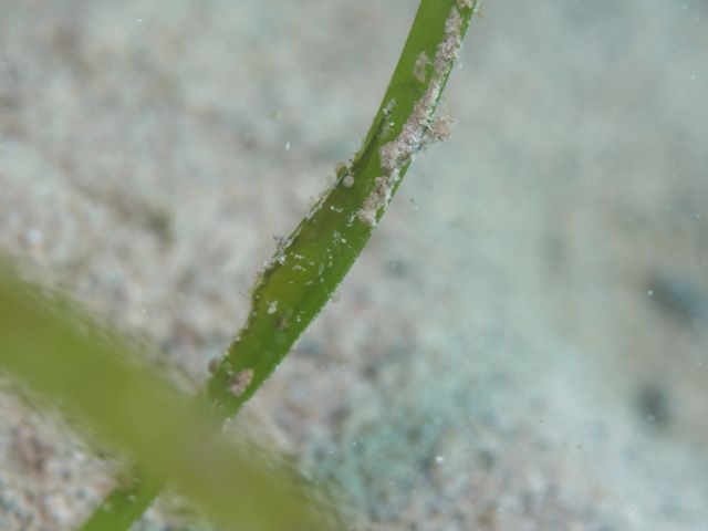 ヒラツノモエビ