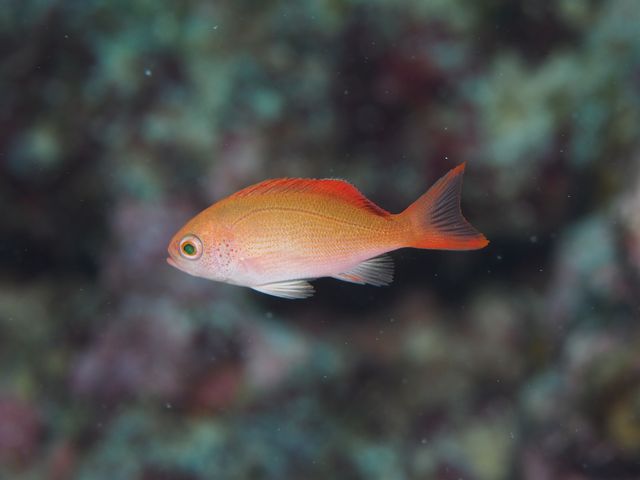 カシワハナダイ幼魚