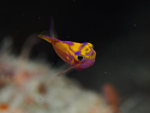 ハナゴンベ