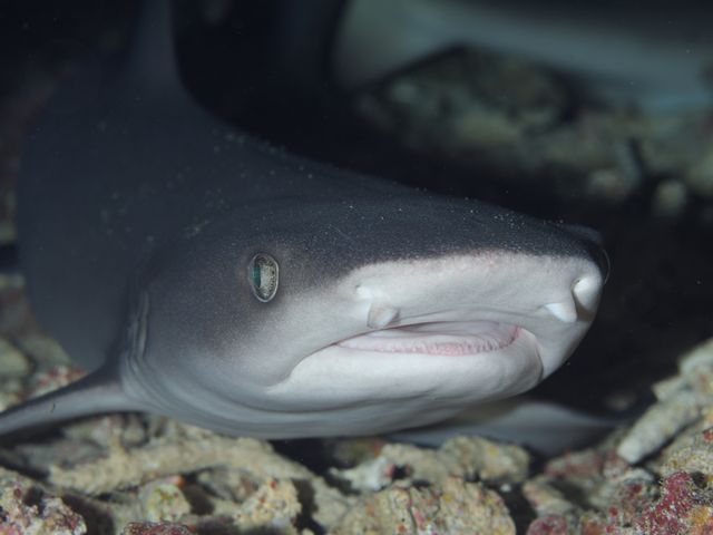 ネムリブカ