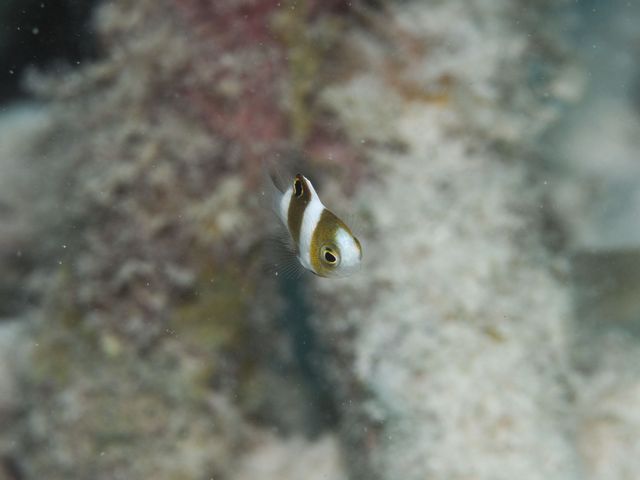 ダンダラスズメダイyg
