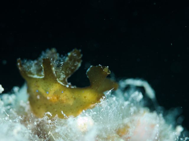 オキウミウシ