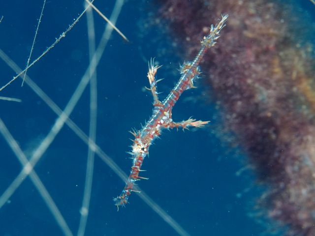 ニシキフウライウオ