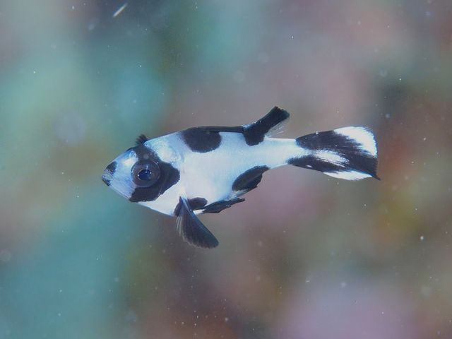 マダラタルミ幼魚
