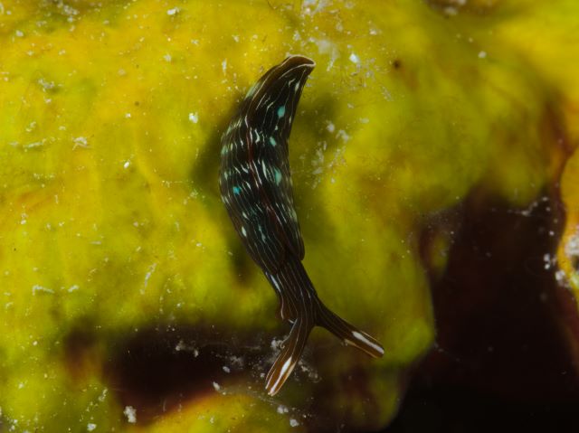 アデヤカミドリガイ属の一種