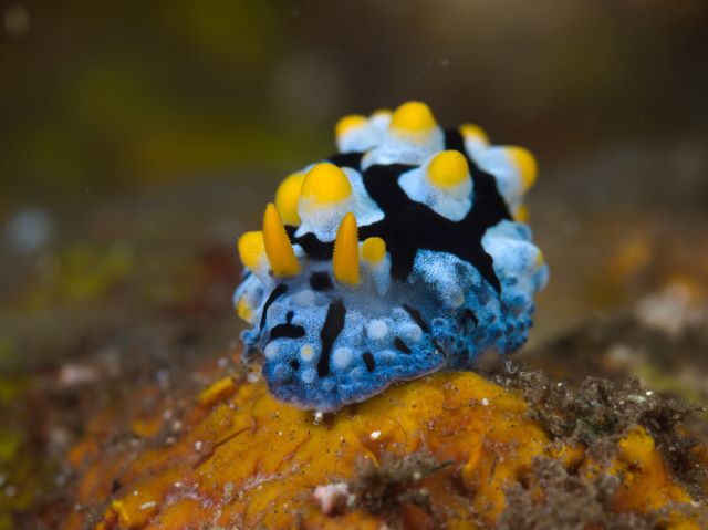 フリエリイボウミウシ