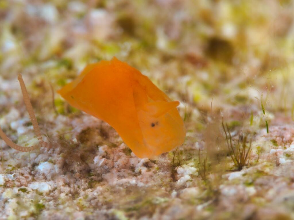 ウミコチョウ科の何か