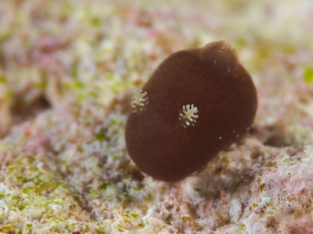 カンムリハラックサウミウシ