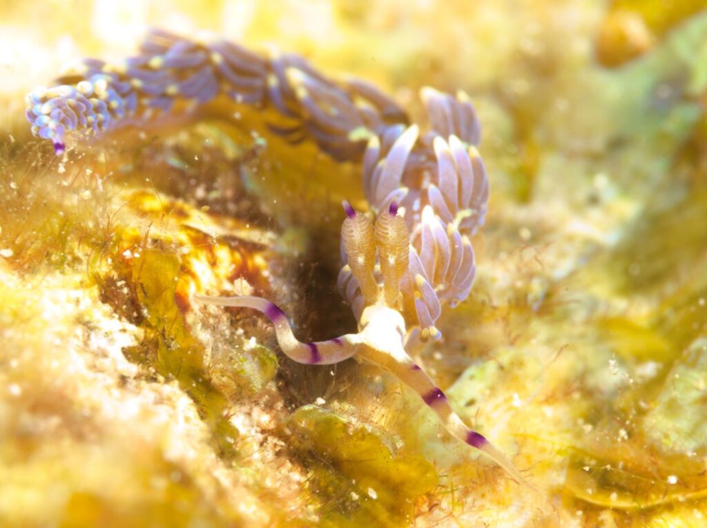 ムカデミノウミウシと呼ばれてるやつ