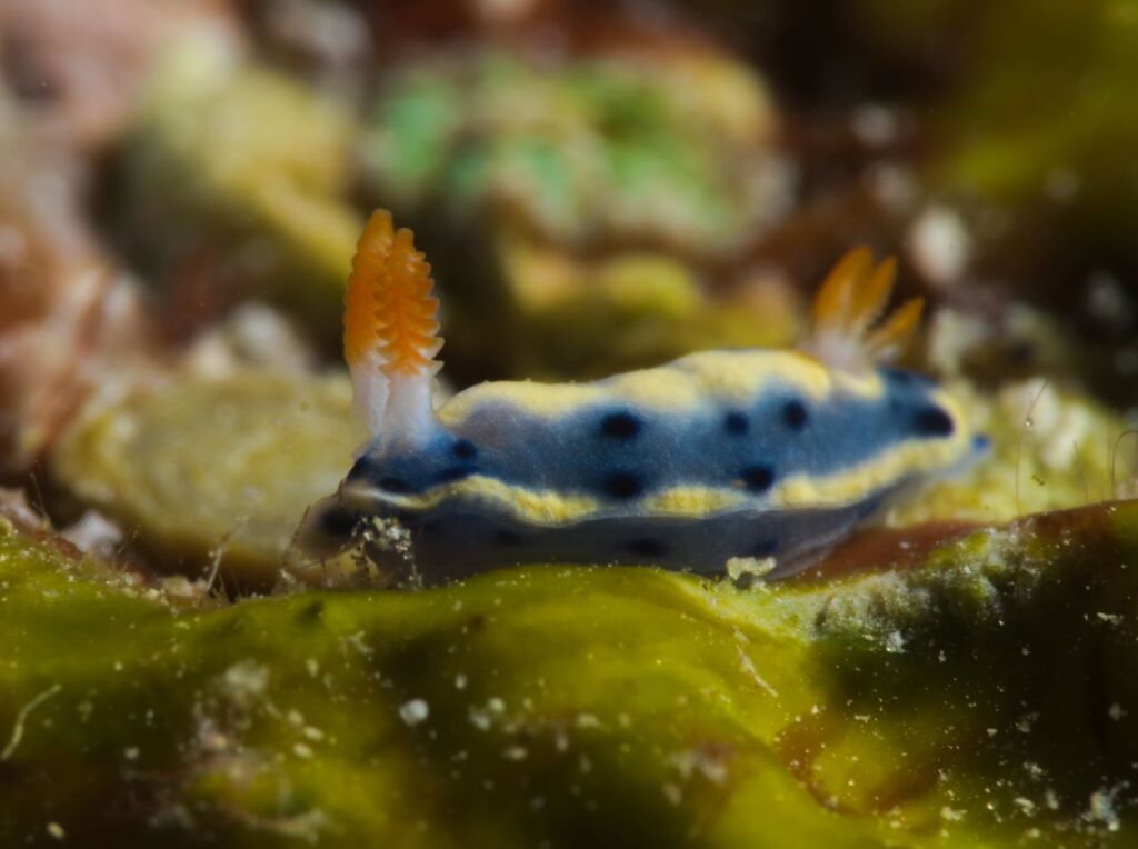 ホシゾラウミウシ