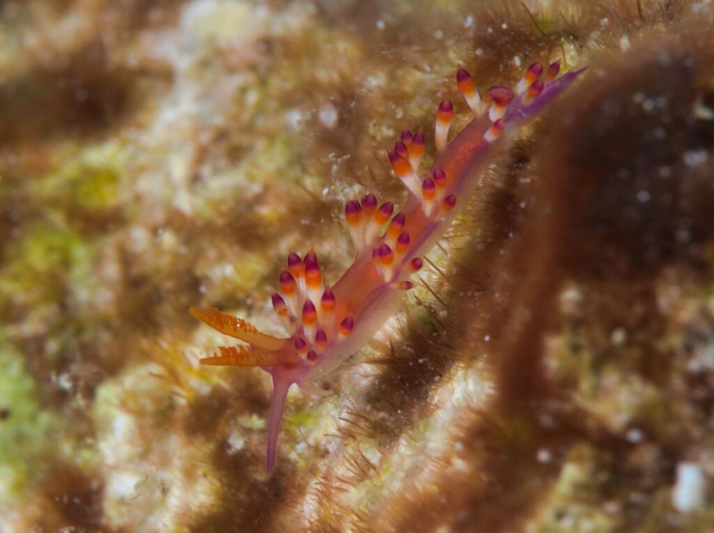 ツマベニミノウミウシ