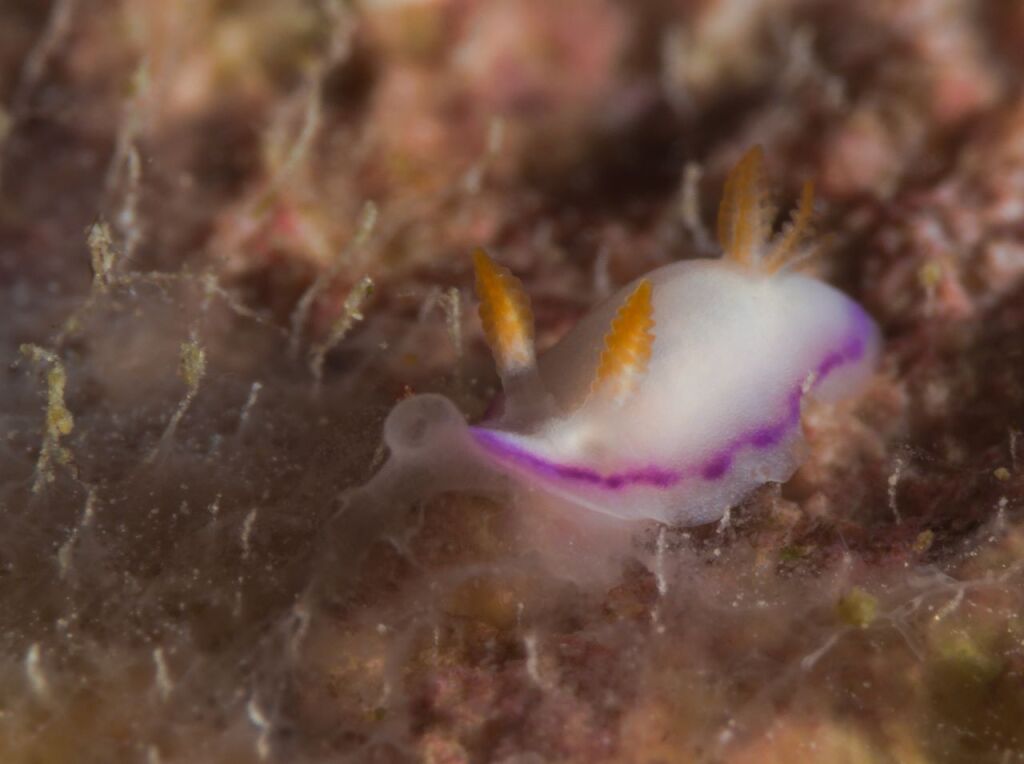 ダニエライロウミウシ