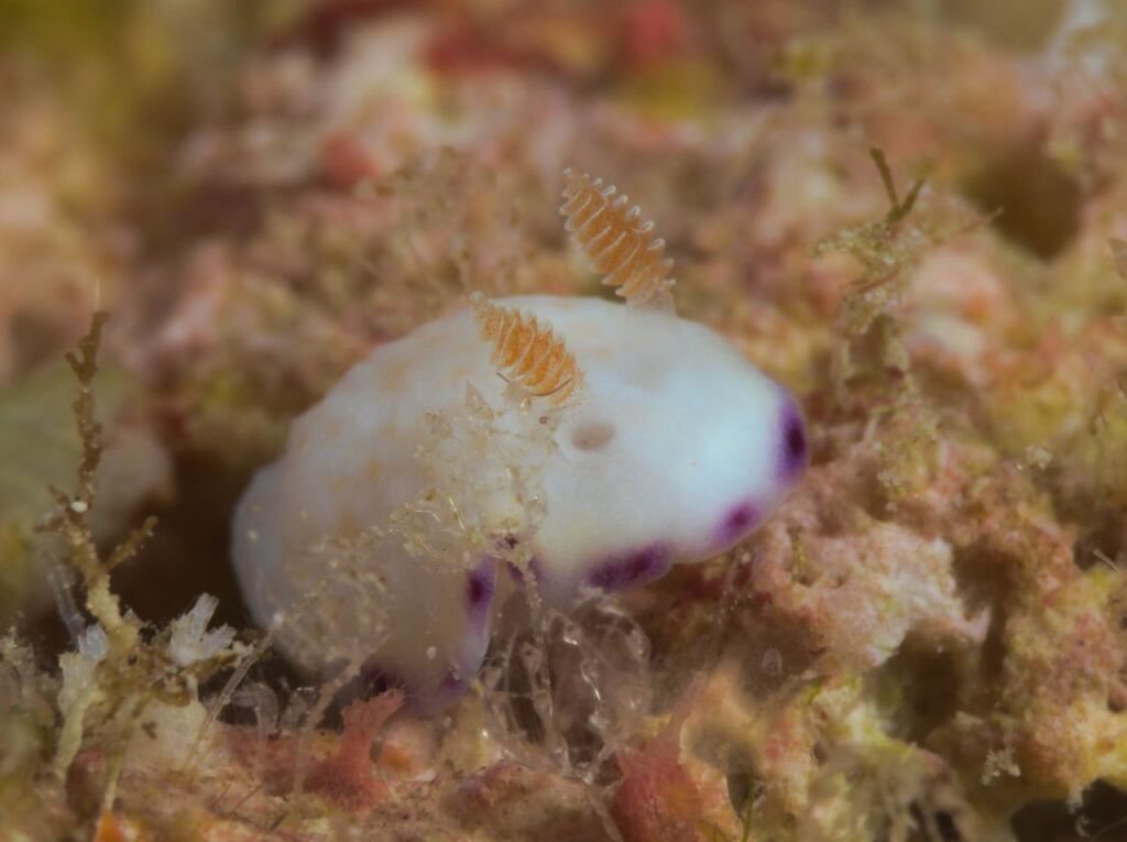 ヒメコモンウミウシ
