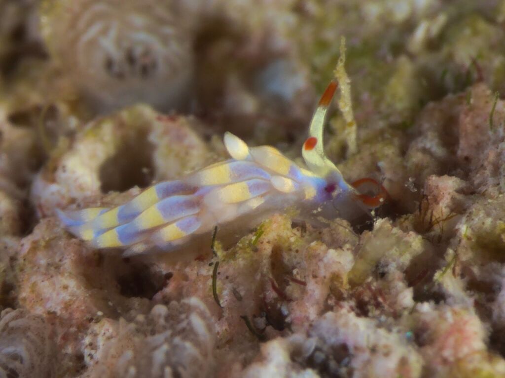 アカヒゲミノウミウシ