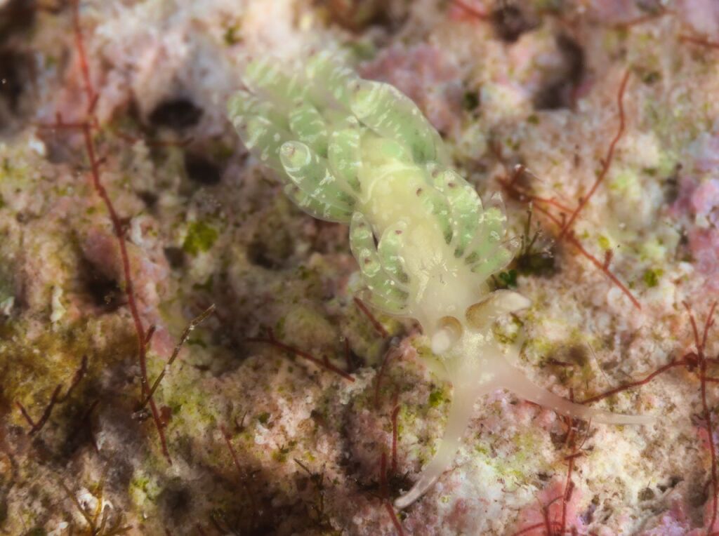 わからんミノウミウシ