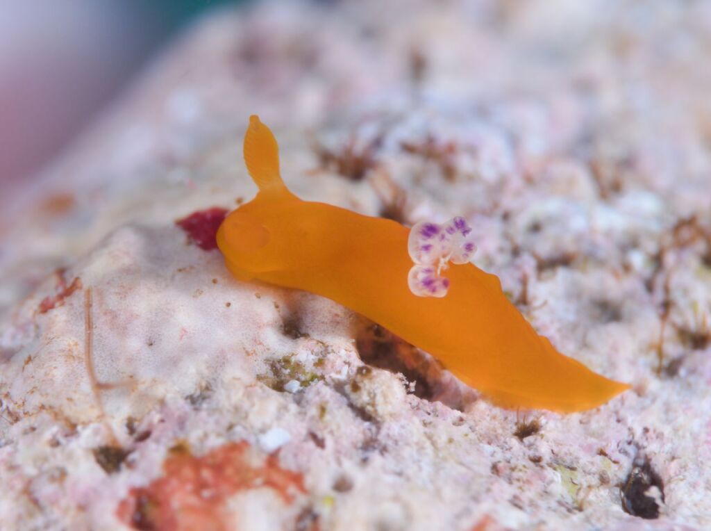 クロスジリュウグウウミウシ亜科