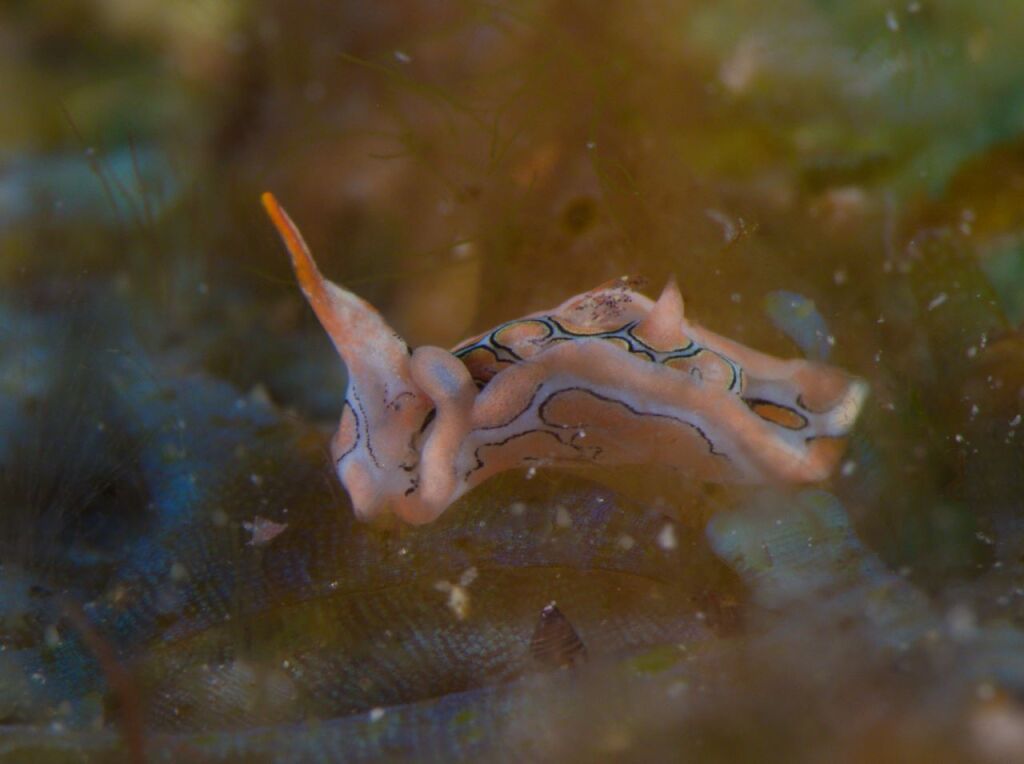 トウモンウミコチョウ