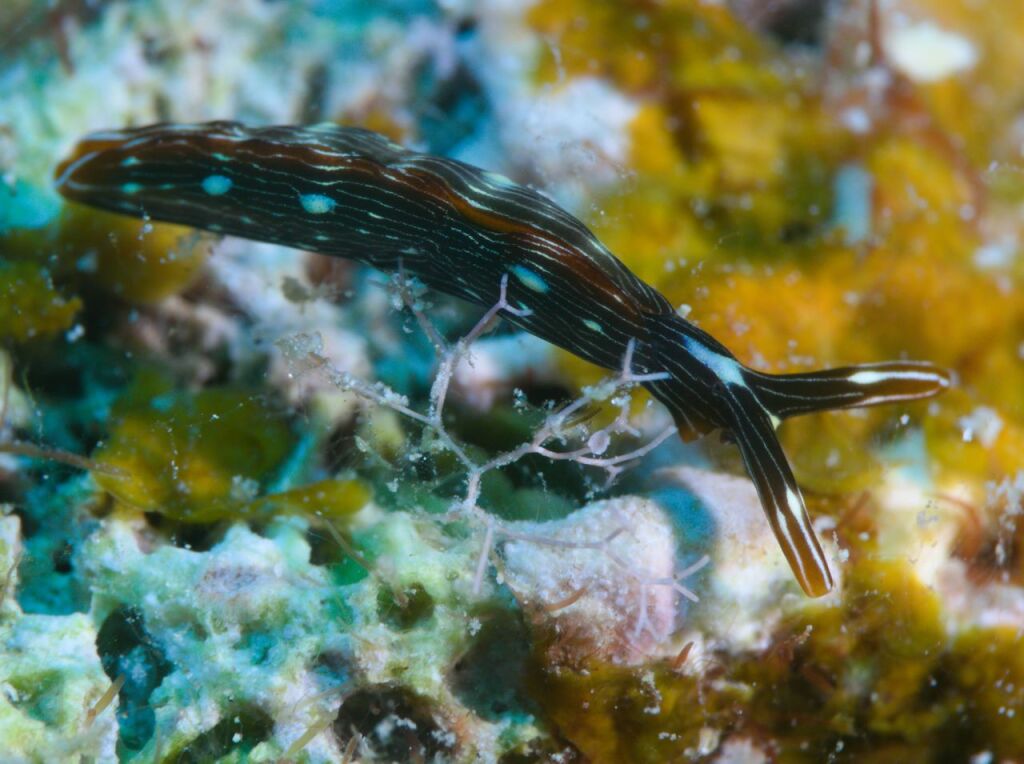 アデヤカミドリガイ属の一種