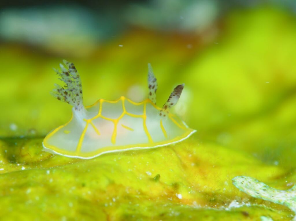 キスジカンテンウミウシミウシ