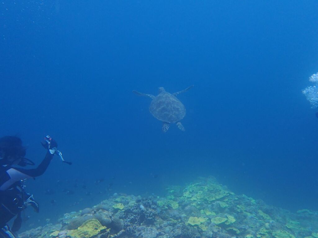 アオウミガメ