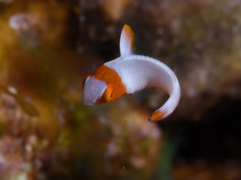 イロブダイ幼魚