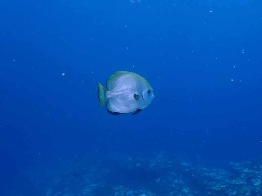 ミカヅキツバメウオ