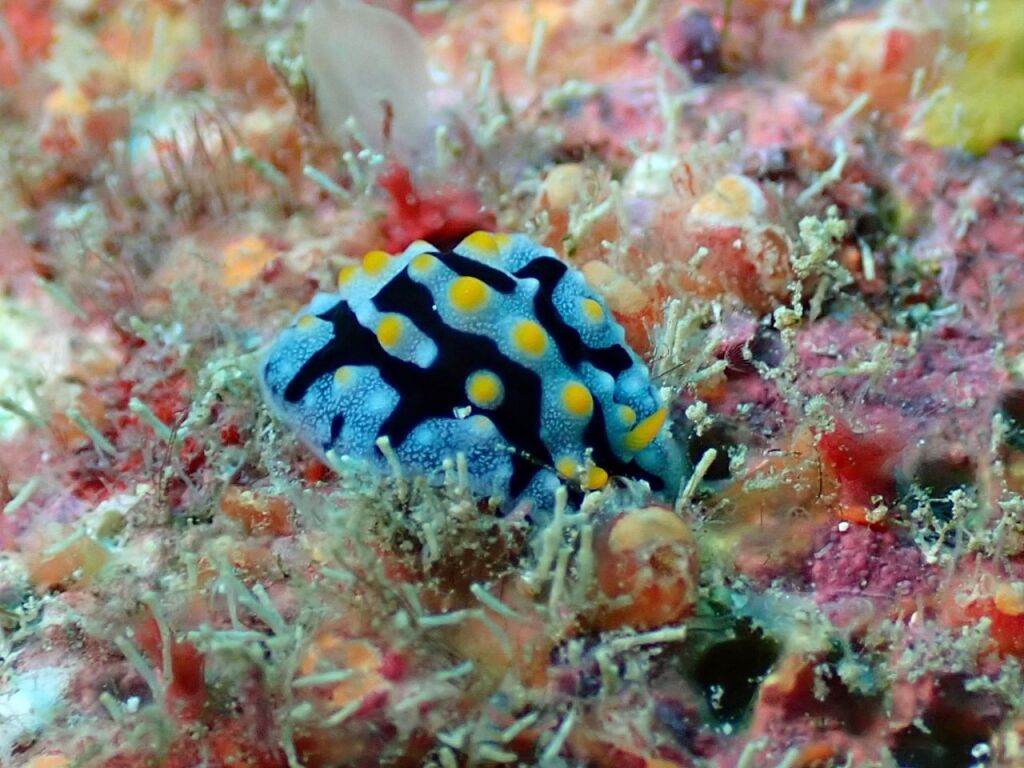 ボンジイボウミウシ
