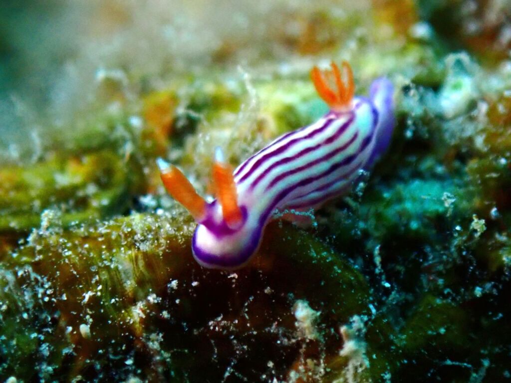 クチナシイロウミウシ