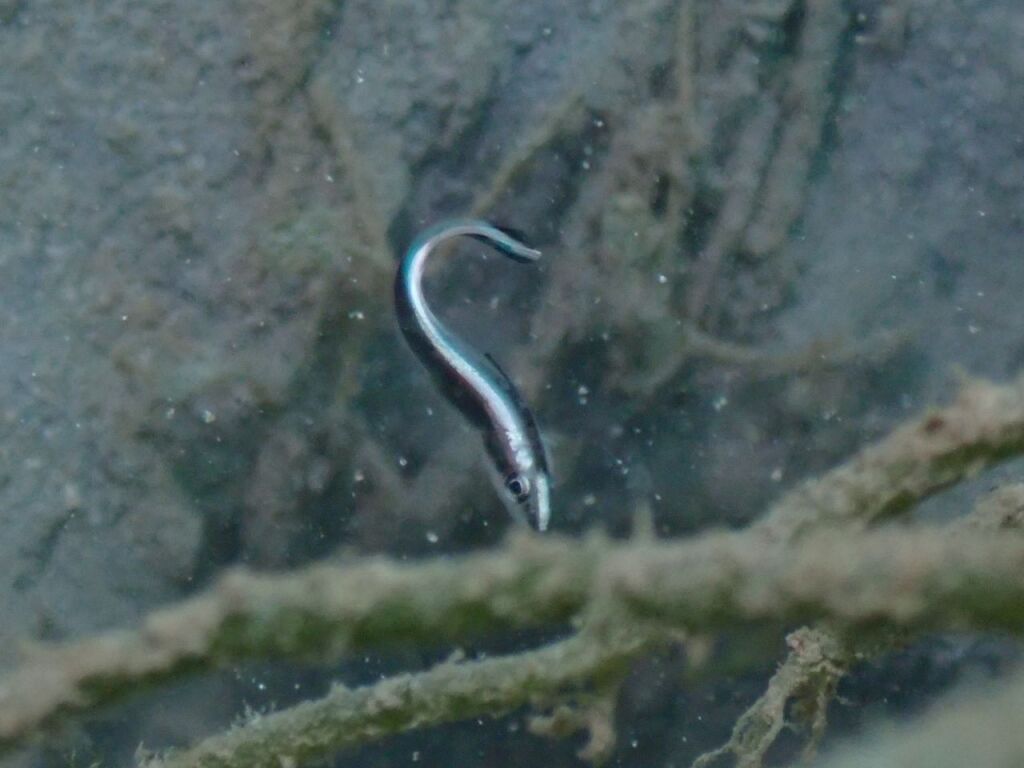 コロダイ幼魚