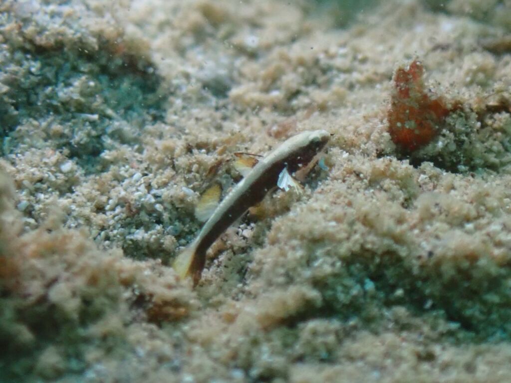 ホムラダマシ