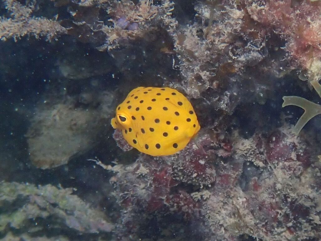 ミナミハコフグ幼魚