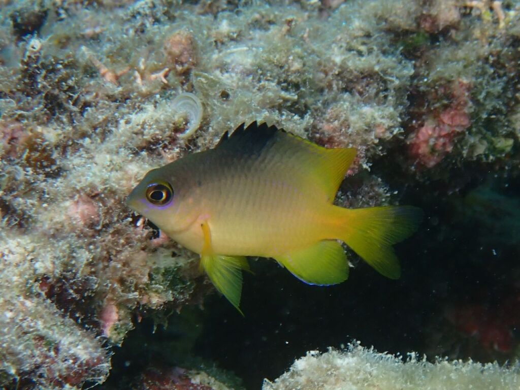 スズメダイモドキ幼魚