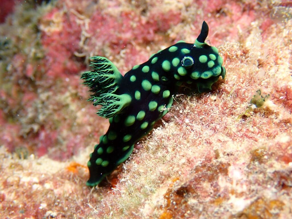 トサカリュウグウウミウシ