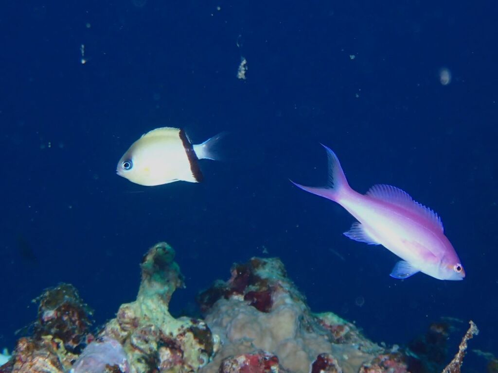 クロオビスズメダイ