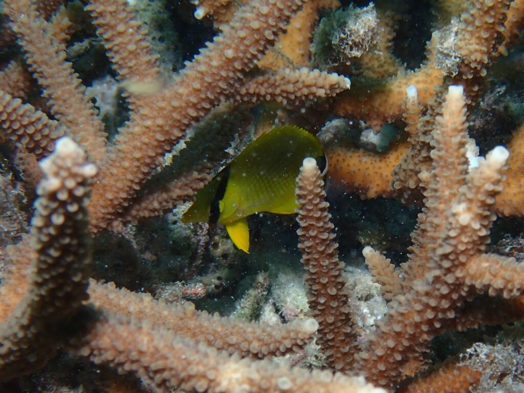 アミチョウチョウウオ幼魚