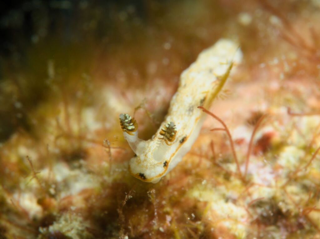 ギョウザウミウシ