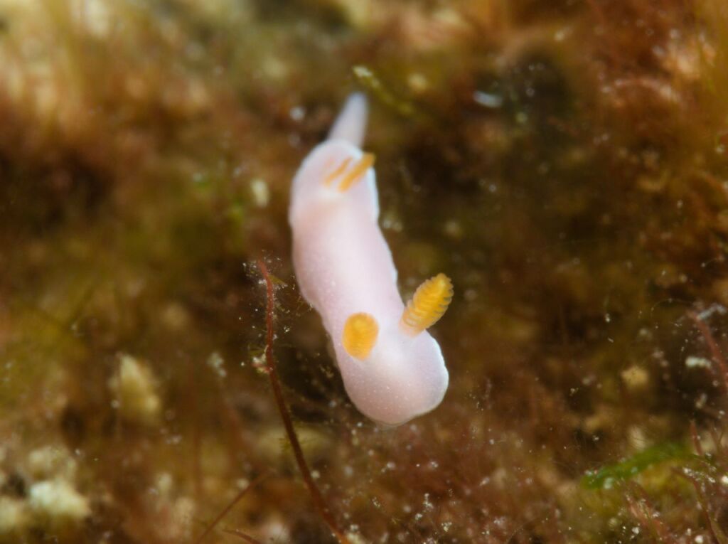 フジムスメウミウシ