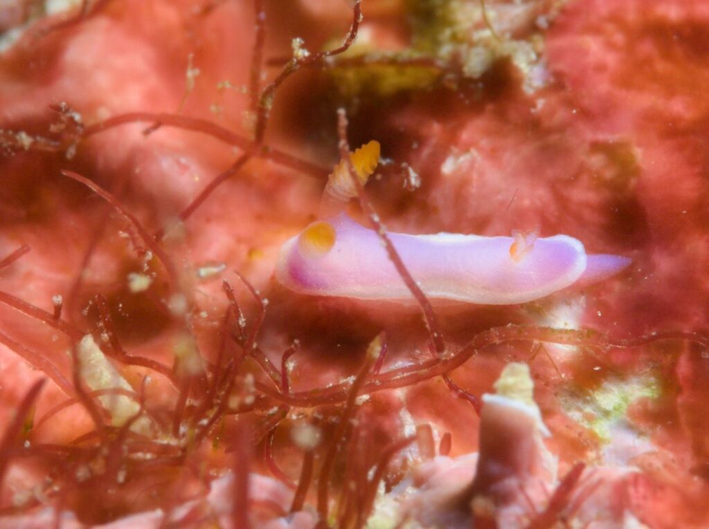 カトレアウミウシかな
