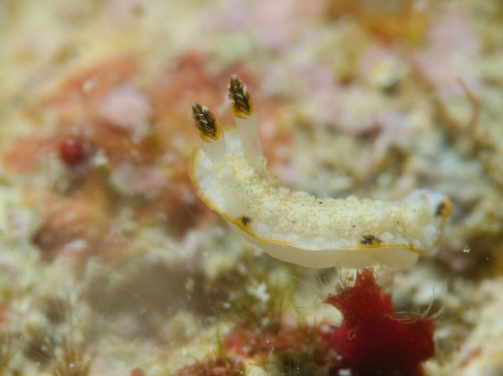 ギョウザウミウシ
