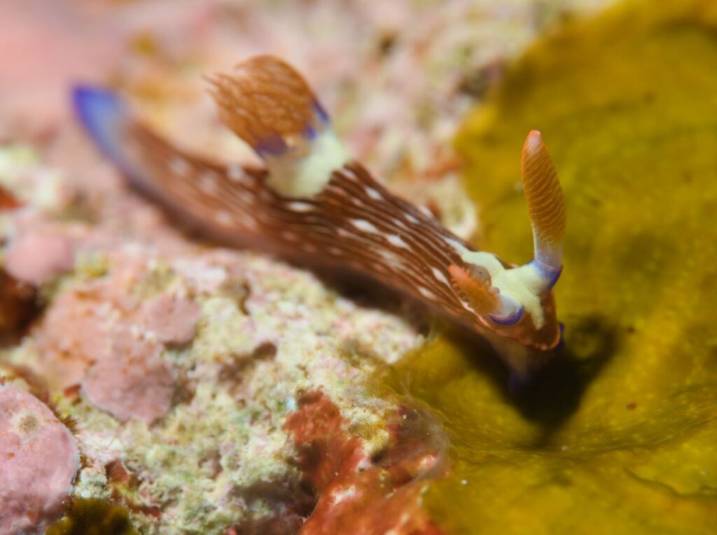 トウモンリュウグウウミウシ